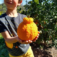 Dwarf Mandarin 'Shiranui' Seedless (QLD Only)