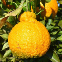 Seedless Mandarin Shiranui (QLD Only)