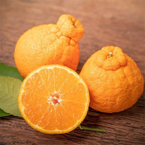 Seedless Mandarin Shiranui (QLD Only) - Ladybird Nursery