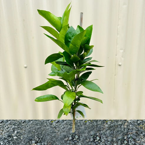 Mandarin Silverhill Satsuma (QLD Only)