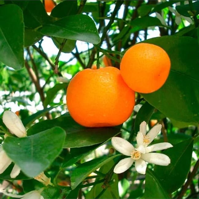 Mandarin Sunburst (QLD Only) - Ladybird Nursery