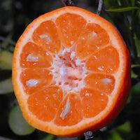 Mandarin Sunburst
