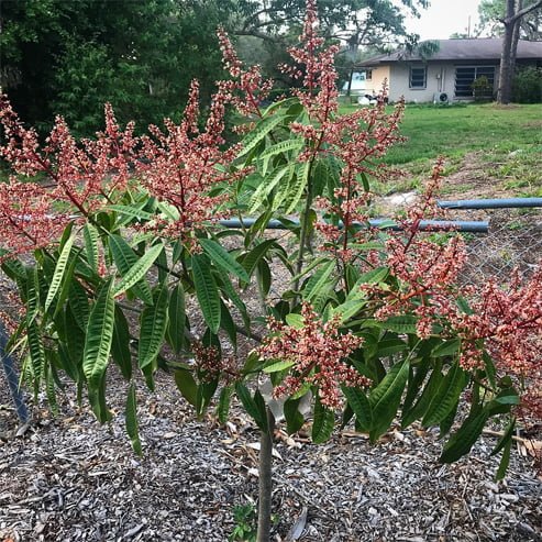 Mangifera Odorata