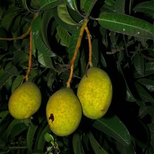 Mangifera Odorata