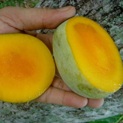 Mangifera Odorata