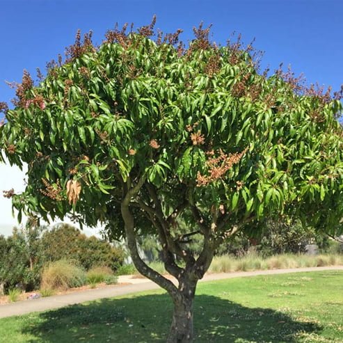 Mangifera Pajang - Ladybird Nursery