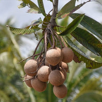 Mangifera Pajang
