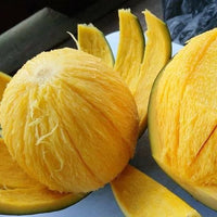 Mangifera Pajang