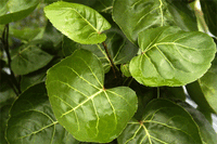 Dinner Plate Aralia (Polyscias scutellaria)