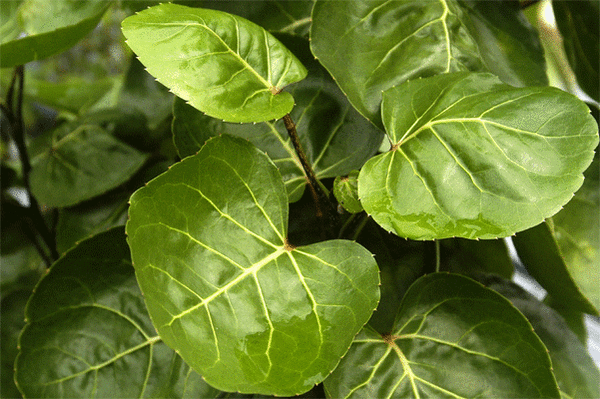 Dinner Plate Aralia (Polyscias scutellaria)