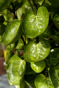 Dinner Plate Aralia (Polyscias scutellaria)