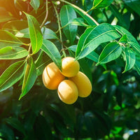 Mango Ataulfo (Honey Mango)