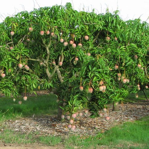 Mango Bambaroo Semi Dwarf - Ladybird Nursery