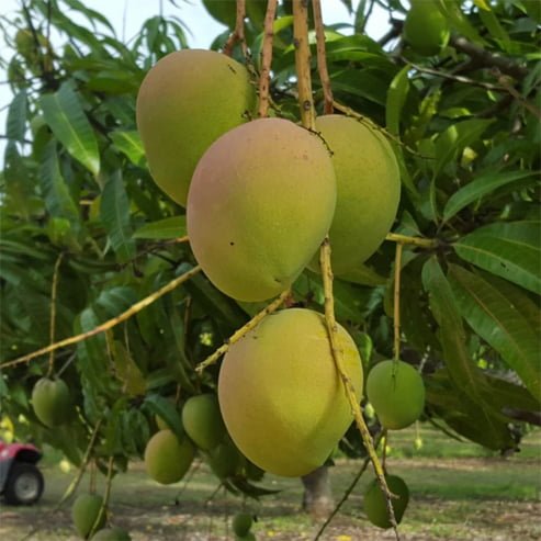 Mango Bambaroo Semi Dwarf - Ladybird Nursery