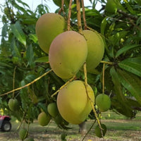 Mango Bambaroo Semi Dwarf