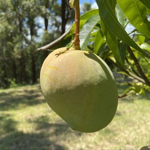 Mango Bambaroo Semi Dwarf