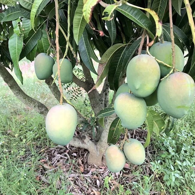 Mango Banganapalli - Ladybird Nursery