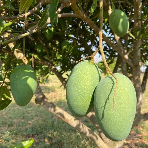 Mango Banganapalli