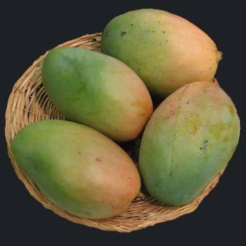 Mango Brooks Late - Ladybird Nursery