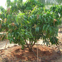 Mango Bowen (KP)