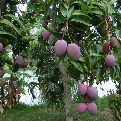 Mango Bullocks Heart