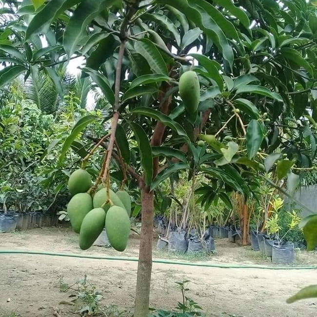 Mango 'Carabao'