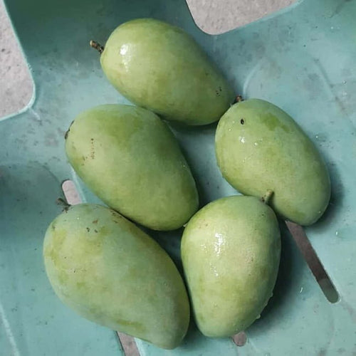 Mango 'Carabao' - Ladybird Nursery