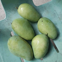Mango ‘Carabao’ (Philippines Mango / Manila Mango) - Ladybird Nursery