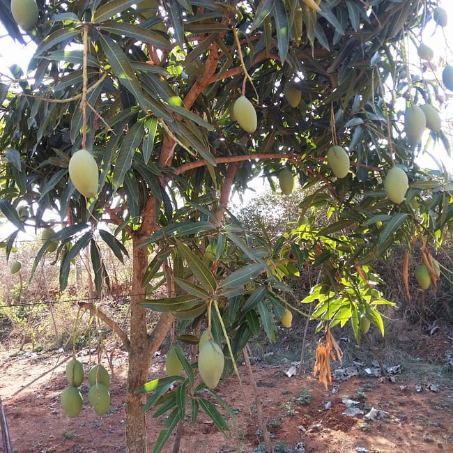 Mango Choc Anon Miracle Mango - Ladybird Nursery