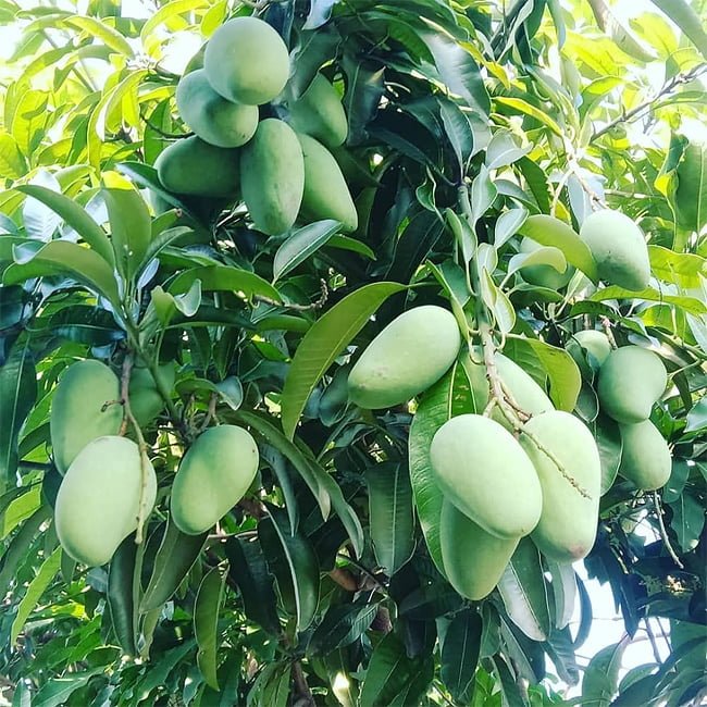 Mango Choc Anon Miracle Mango - Ladybird Nursery