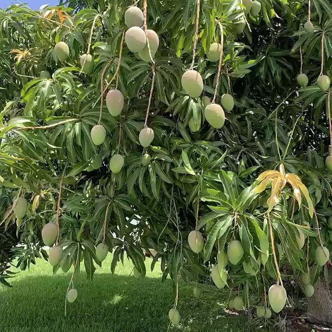 Mango Coconut Cream - Ladybird Nursery