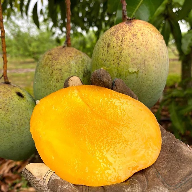 Mango Coconut Cream - Ladybird Nursery