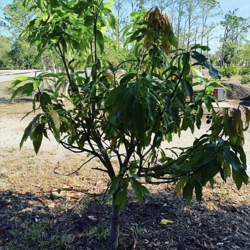 Mango Totapuri - Ladybird Nursery