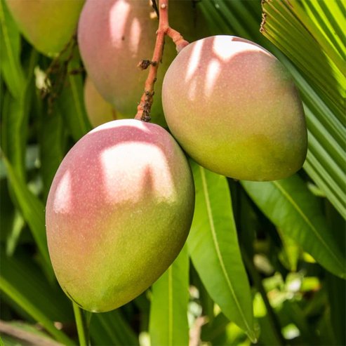 Mango Trees – Ladybird Nursery