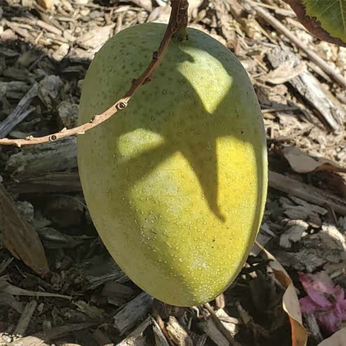 Mango 'Cotton Candy' - Ladybird Nursery