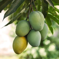 Mango 'Cotton Candy' - Ladybird Nursery