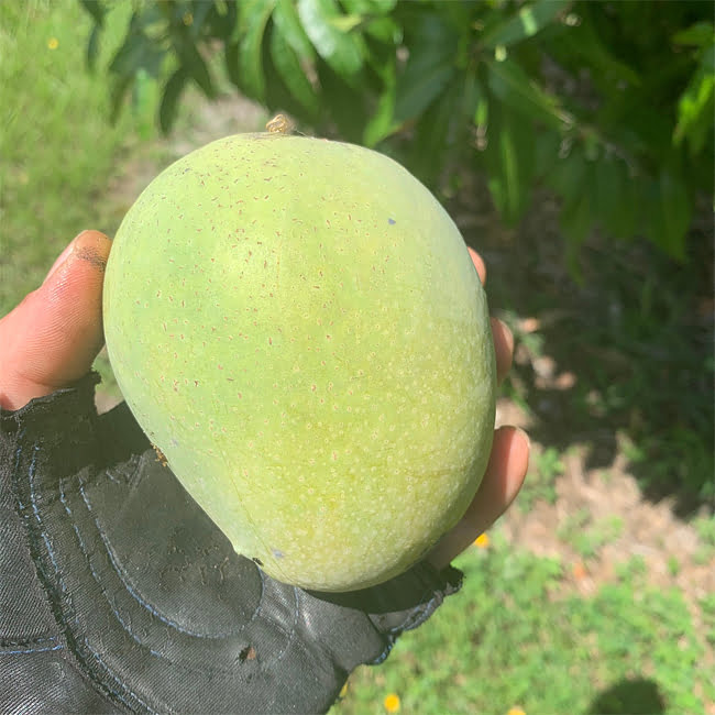 Mango Cushman
