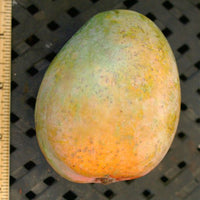 Mango Cushman