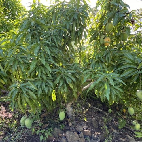 Mango 'Early gold' (PICK UP ONLY) - Ladybird Nursery