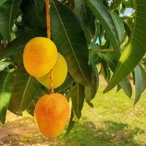 Mango R2 Gold Mango 'Early Gold' Fruit Tree – Buy Now! – Ladybird Nursery