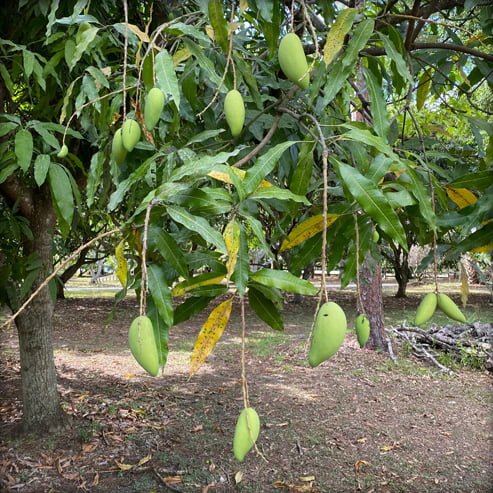 Mango Elephant Xoai Tuong