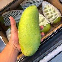 Mango Elephant Xoai Tuong