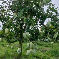 Dwarf Mango Falan (Sweet Green)