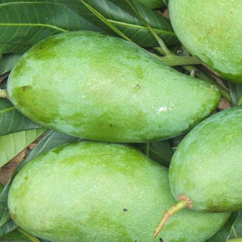 Dwarf Mango Falan (Sweet Green) - Ladybird Nursery