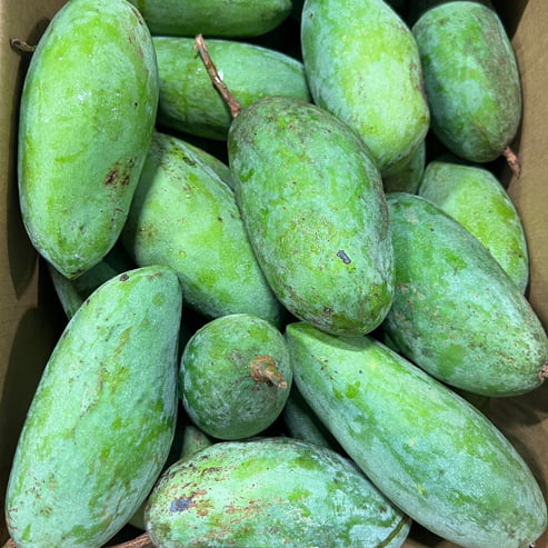 Dwarf Mango Falan (Sweet Green)