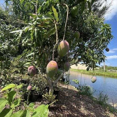 Mango Fruit Punch - Ladybird Nursery
