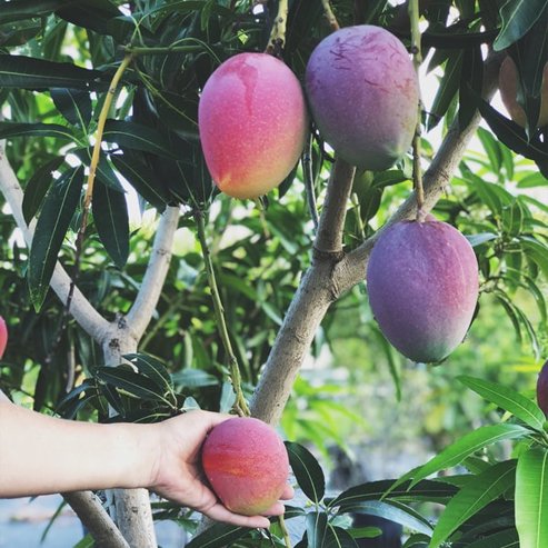 Mango Fruit Punch - Ladybird Nursery