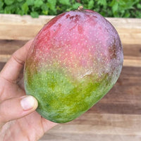 Mango Fruit Punch - Ladybird Nursery