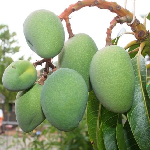 Mango Glenn - Ladybird Nursery