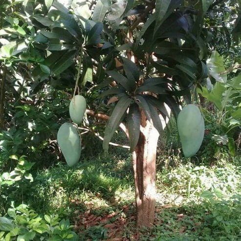Mango 'Taiwan Gold' - Ladybird Nursery